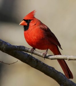 Reiki No. Virginia - Reiki for a Cardinal